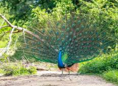 Sri Lanka - Wildnis & Natur - 18 Tage Rundreise