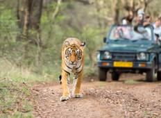 Kleurrijke Rajasthan Tour met Taj, Meren en Wildlife Tour-rondreis