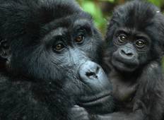 Gorilla Trekking & Batwa Safaris Rundreise