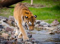 Ranthambore Wildtier-Erlebnisreise von Delhi mit Safari-Fahrten Rundreise