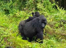 Ruanda & Uganda Gorilla Erlebnisreise - 6 Tage Rundreise