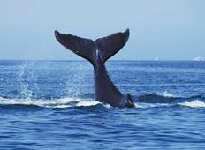 Zuid-Afrika Kaapstad 5 dagen Attractie Tours: Walvissen kijken & Kaapschiereiland & Wijnproeverij & Aquila safari & Paraglading Tour-rondreis