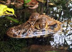 4 days - Tambopata Amazon Jungle Tour