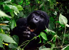 5 Tage Gorilla, Schimpansen & Wildlife Safari in Uganda Rundreise
