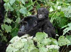 Gorilla-Expedition, Kulturelles & Romantisches Erlebnis Rundreise