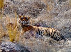 Goldenes Dreieck mit Sariska Nationalpark Rundreise