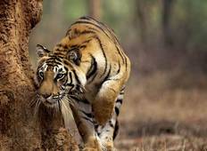 India Tiger Photography Tour Tour