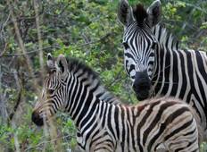 Die beste Tansania Safari Rundreise