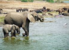 West-Uganda Wildtier Safari - 10 Tage Rundreise