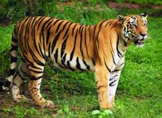Privat Taj Mahal und Ranthambore Wildlife Safari Rundreise mit Safari-Fahrten ab Delhi Rundreise