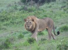 7-daagse Big Five Safari-rondreis