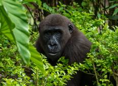 Gorilla Trekking Adventure (with Rwanda-Uganda Experience) Tour