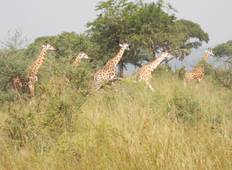 16 daagse Kenia Uganda rondreis: Gecombineerde Safari-rondreis