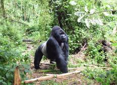 Lowland Gorillas trek in Kahuzi-Biega (3days/2nights) Tour