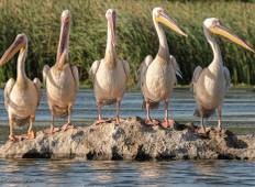 Vogels kijken in Roemenië - een Donau Delta ervaring-rondreis