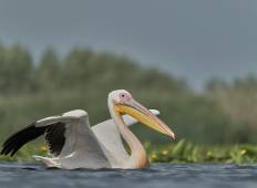 Vogelbeobachtung Donaudelta Rundreise