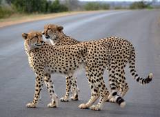 Ultieme Kruger Park Big 5 Safari-rondreis