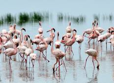Masai Mara & Lake Nakuru Nationalpark Safari (mit kostenloser Abholung vom Flughafen) - 4 Tage Rundreise