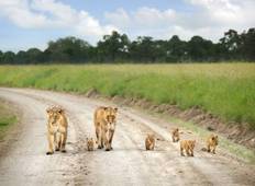 Safari nach Masai Mara, Lake Nakuru, Lake Naivasha Und Amboseli Rundreise