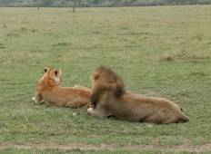 Safari in Masai Mara - 3 Tage Rundreise
