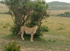 6 dagen in Masai Mara, Lake Nakuru en Amboseli-rondreis