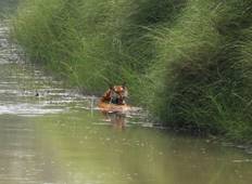 Bardia Nationalpark Dschungelsafari - 3 Nächte/4 Tage Rundreise