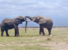 Kenia en Tanzania Overland Safari - 14 Dagen-rondreis
