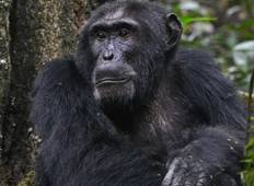 4 Tage Gorilla und Schimpansen Tracking Safari Rundreise