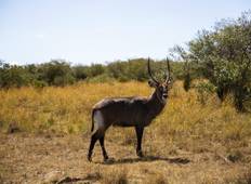 3 Days Masai Mara Wildlife Safari Tour