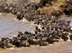 Maasai Mara mit Gnu-Wanderung Safari Rundreise