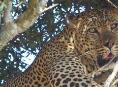 Kila Kitu Kenia Safari — 6 Tage Rundreise