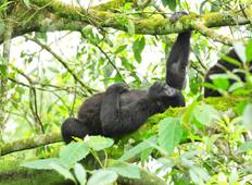 Chimpansee- & gorilla-trektocht - 5 dagen-rondreis