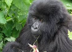 Gorilla Trek: Budget tour Tour