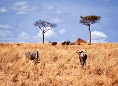 6 dagen  Verblijf  migratie safari   -Tanzania-rondreis