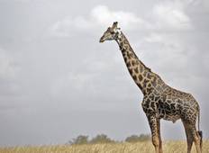 Big Five Safari in Tansania - 6 Tage Rundreise