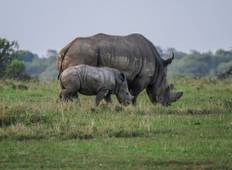 Einzigartiges Kenia und Tansania Safari - 9 Tage Rundreise