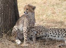 Elfdaagse Kenia en Tanzania Circular Lodge Safari-rondreis