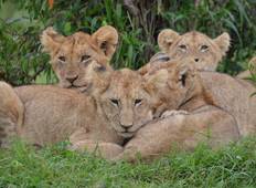 Das Beste aus Kenia und Tansania Safari - 6 Tage Rundreise