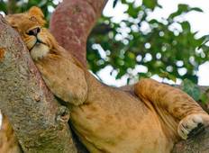 Best of Uganda: Primates, Safari drives and Gorilla Adventure Tour
