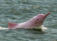 3 days Amazon Jungle tour with Pink Dolphin watch from Iquitos Tour