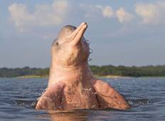 Iquitos Amazonas-Dschungelerlebnis & rosa Delfine - 4 Tage Rundreise