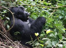 11 Days Uganda Plus Gorillas Tour
