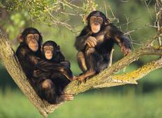 Uganda Primaten-Safari: Schimpansen, Gorillas & Wildlife - 5 Tage Rundreise