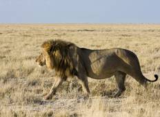Kenia Mittelstrecken-Safari für Amboseli und Tsavo Parks von Nairobi nach Mombasa (5 Tage) Rundreise