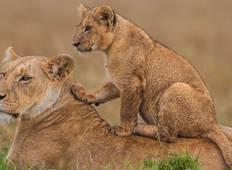 Kenia Masai Mara Mittelschwere Anschluss-Safari (3 Tage) Rundreise