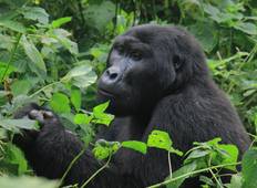 Uganda Gorilla-Begegnung, Tierwelt & Kigali Stadtrundfahrt (10 Tage) Rundreise