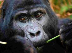 Gorilla & Tierwelt Safari - Queen Elizabeth & Bwindi Rundreise Rundreise