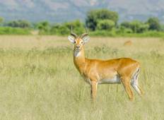 Wildlife Safari im Lake Mburo Nationalpark - 2 Tage Rundreise
