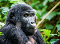 Chimpanzees and gorilla safaris in Uganda Tour