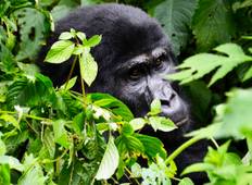 Primaten von Uganda: Gorillas & Schimpansen Rundreise